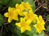 Caltha silvestris