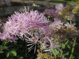 Thalictrum aquilegiifolium. Соцветия. Марий Эл, г. Йошкар-Ола, мкр-н Гомзово, в палисаднике, в культуре. 24.06.2017.