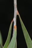 Hakea multilineata