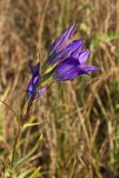 Gentiana pneumonanthe