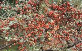 genus Cotoneaster. Ветви плодоносящего кустарника. Китай, провинция Юньнань, г. Лицзян, парк на пруду Чёрного Дракона. 31 октября 2016 г.