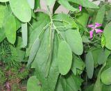 Lunaria annua