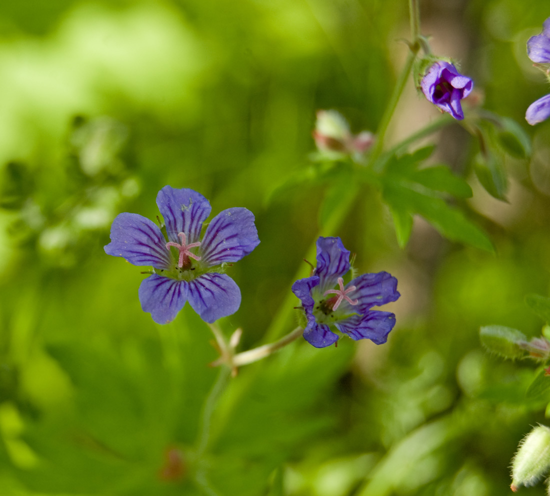 Изображение особи Geranium igoschinae.