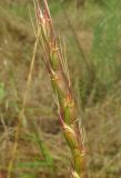 Aegilops tauschii