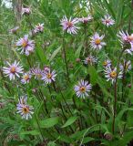 Aster sibiricus