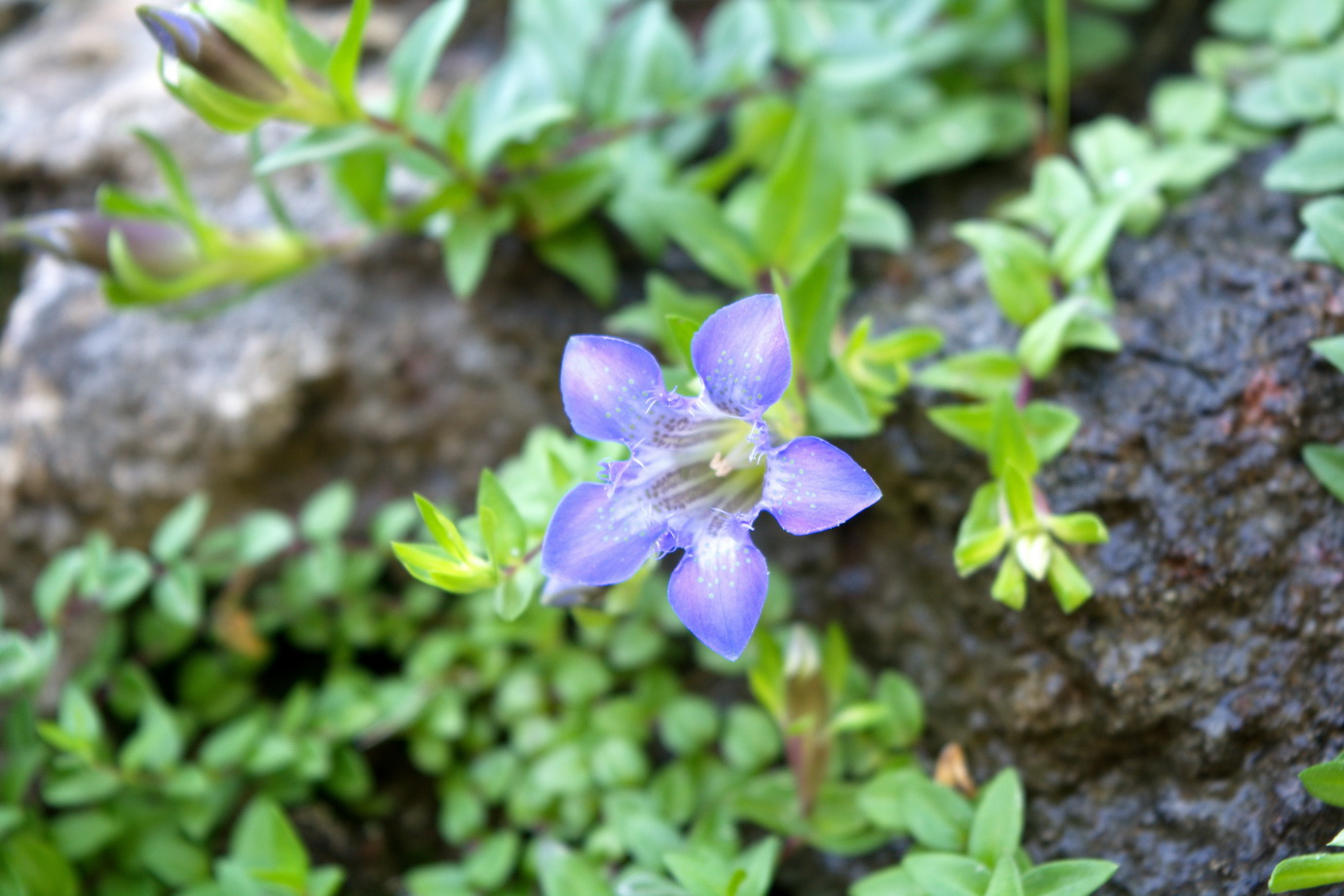 Изображение особи Gentiana lagodechiana.