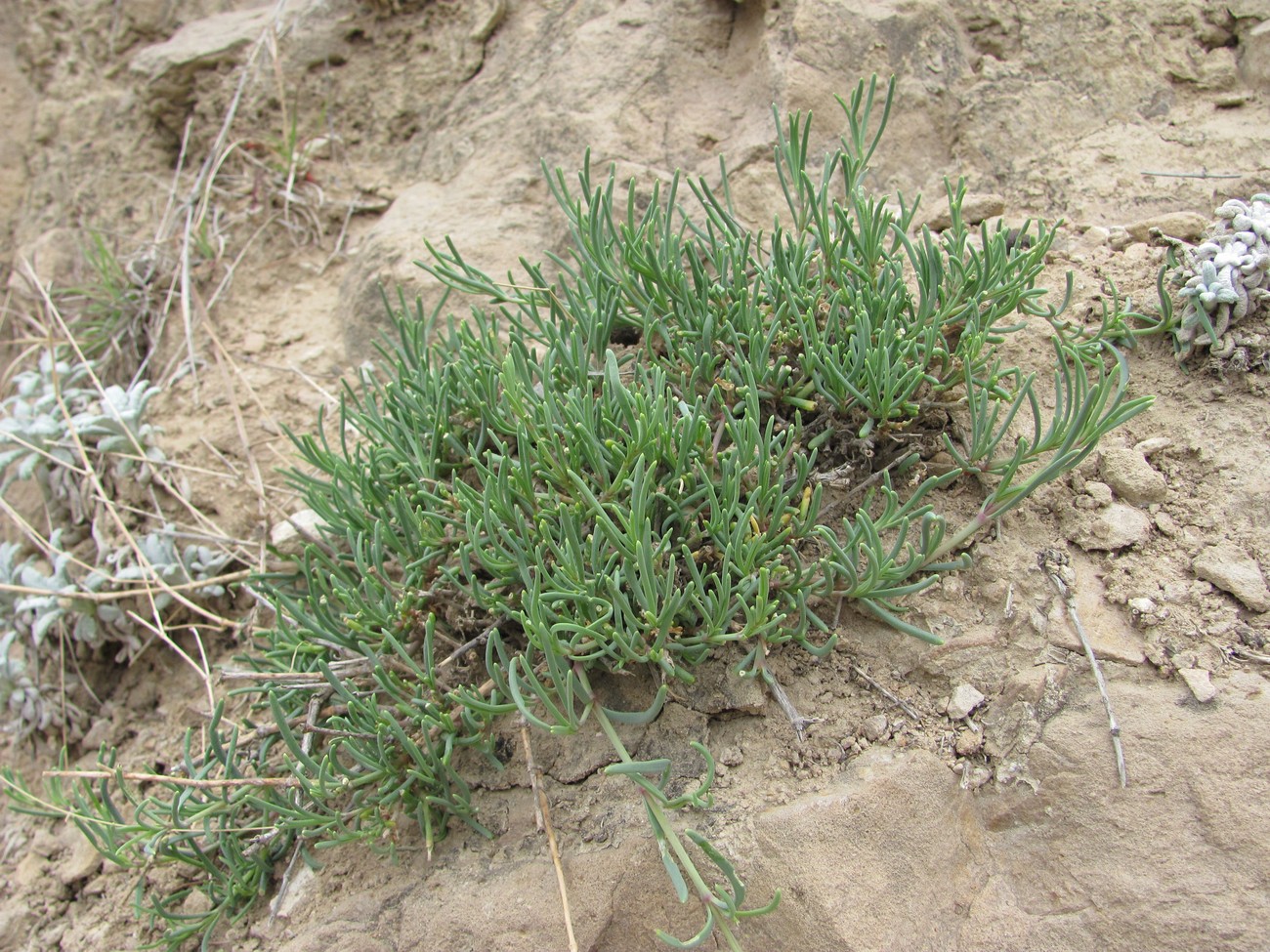 Изображение особи Gypsophila capitata.