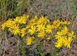 Senecio jacobaea. Верхушки побегов с соцветиями и кормящимися бабочками. Хакасия, Ширинский р-н, берег оз. Малое Белё, степь. 12.07.2018.