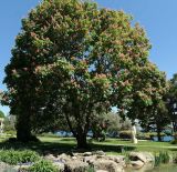 Aesculus × carnea