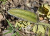 Astragalus camptoceras