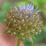 Jasione montana