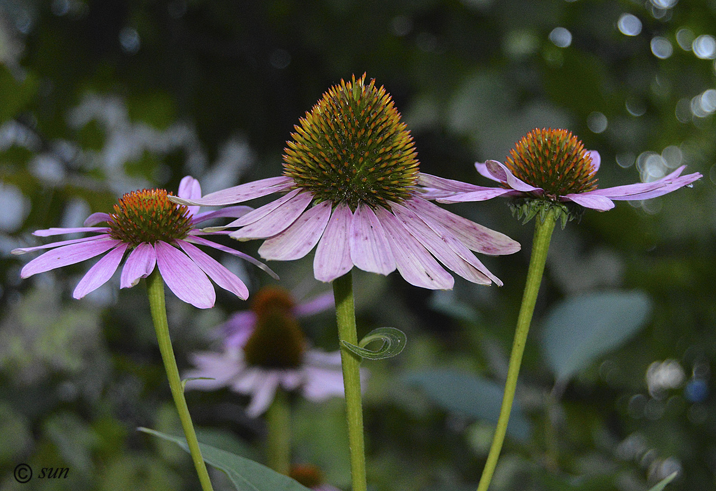 Изображение особи Echinacea purpurea.