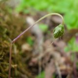 Oxalis acetosella