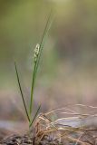 Carex praecox