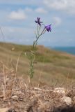 Delphinium paniculatum