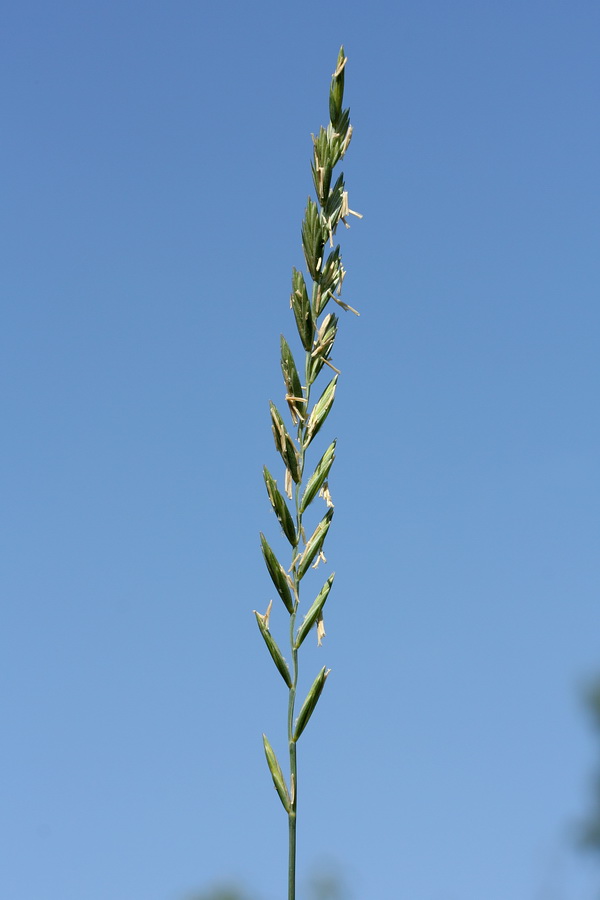 Изображение особи Elytrigia repens.