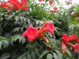 Campsis radicans. Часть цветущего растения. Таджикистан, р-н Рудаки, пос. Чимтеппа, в культуре. 02.06.2018.