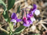 Lathyrus japonicus подвид pubescens. Соцветие. Карелия, Лоухский р-н, окр. пос. Чкаловский, берег Белого моря, приморский луг. 12.06.2020.