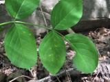 Staphylea pinnata. Верхушка молодого листа, поражённого вирусом(?). Краснодарский край, Абинский р-н, окр. пос. Новый, широколиственный лес. 19.04.2020.