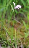Pogonia japonica