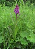 Dactylorhiza urvilleana. Верхушка цветущего растения. Северная Осетия, Пригородный р-н, хр. Хошхаранраг, ок. 1500 м н.у.м., нагорный луг. 14.06.2021.