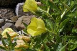 Oenothera macrocarpa. Цветок и листья. Санкт-Петербург, Ботанический сад БИН РАН, альпийская горка. 25.07.2022.