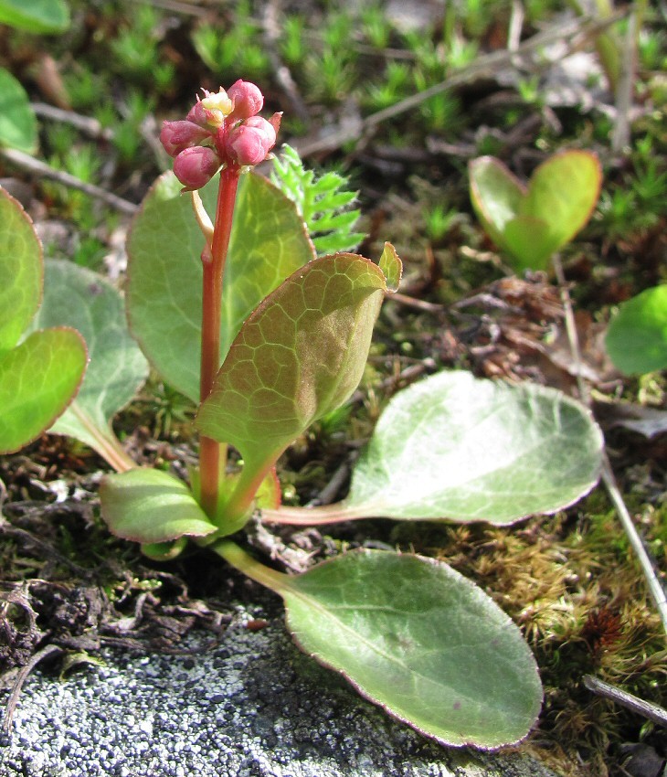 Изображение особи Pyrola minor.