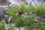 Pinus &times; funebris