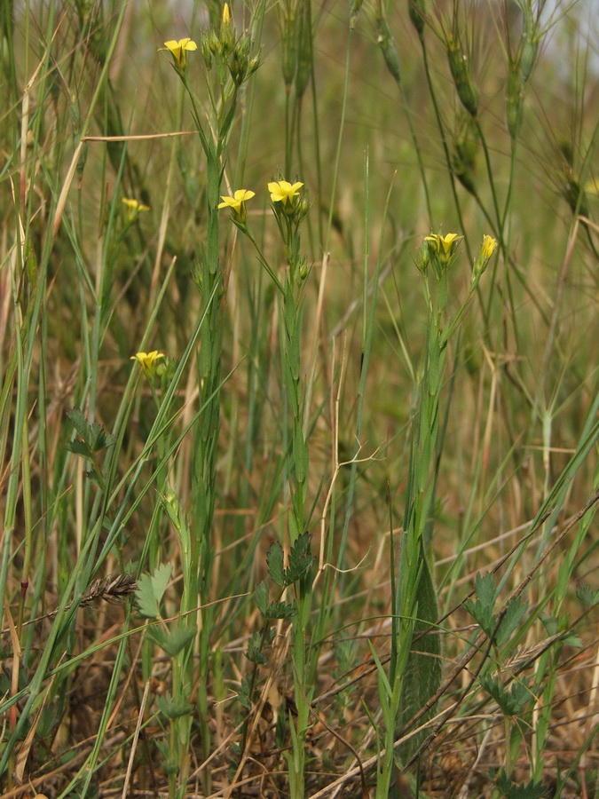 Изображение особи Linum corymbulosum.