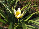 Tulipa tarda