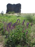 Salvia tesquicola