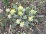 Astragalus dasyanthus