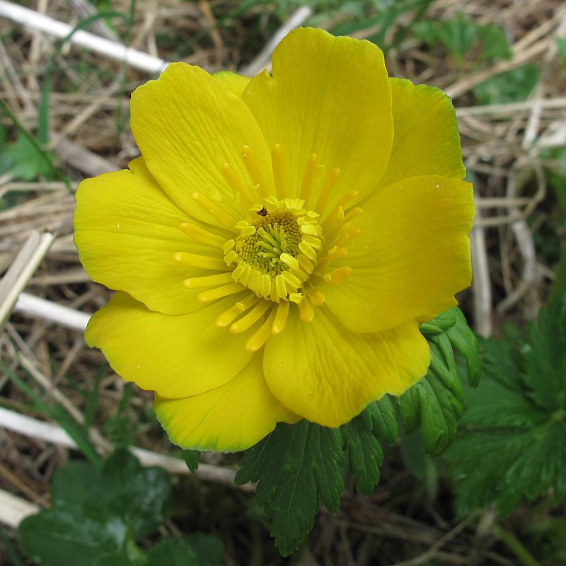 Изображение особи Trollius ranunculinus.