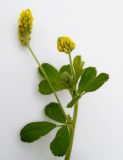 Medicago lupulina