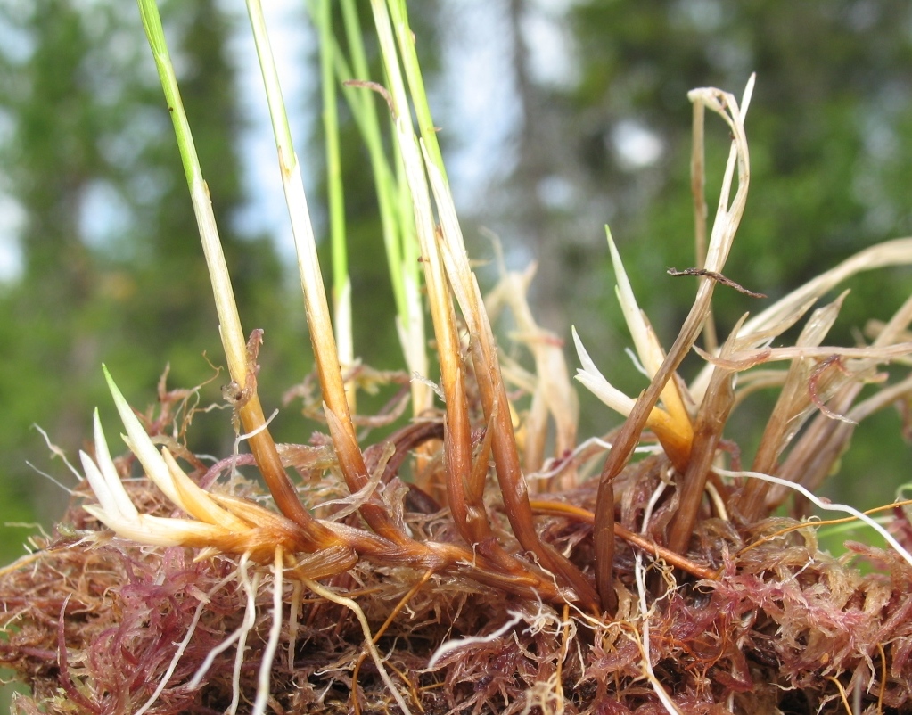 Изображение особи Trichophorum alpinum.