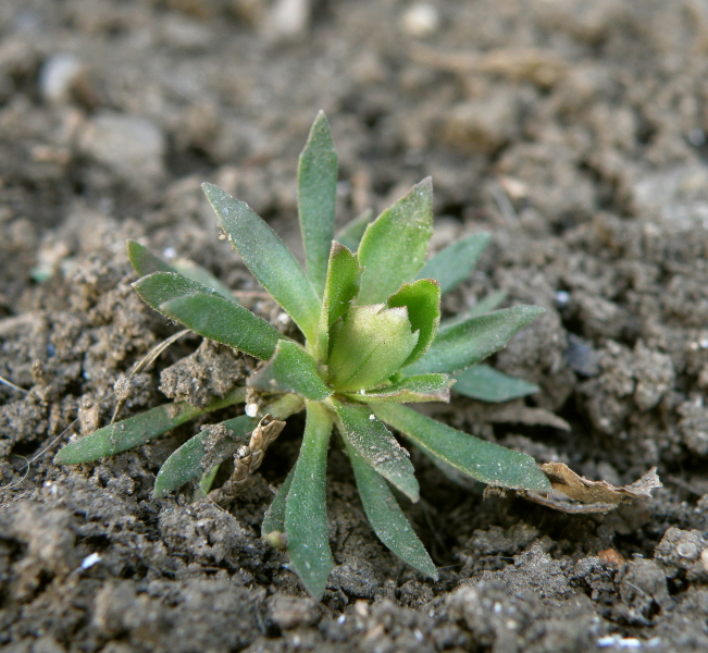 Изображение особи Androsace elongata.