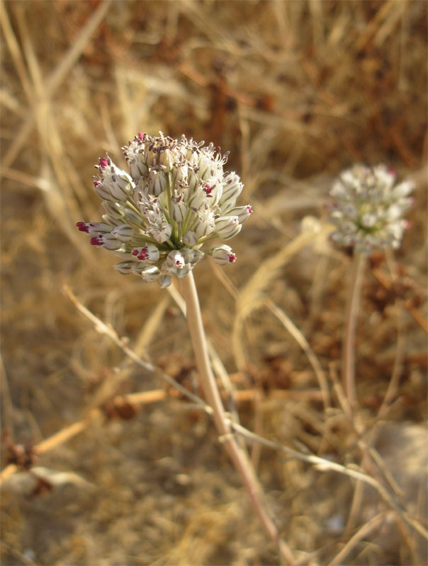 Изображение особи Allium artemisietorum.