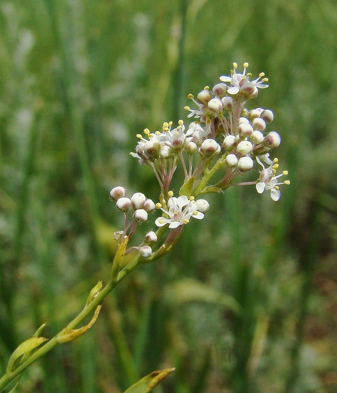 Изображение особи Lepidium latifolium.
