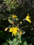 Sonchus arvensis