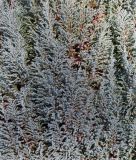 Juniperus communis. Средняя часть кроны взрослого растения ('Hibernica'). Германия, г. Bad Lippspringe, в культуре. 02.02.2014.