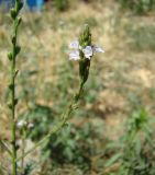 Verbena officinalis. Соцветие. Краснодарский край, Кущёвский р-н, станица Шкуринская, придворовая растительность. 07.07.2009.