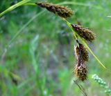 Carex gmelinii