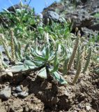 Plantago coronopus