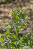 Symphytum caucasicum. Верхушка цветущего растения. Ставропольский край, Бештаугорский заказник. 04.05.2014.