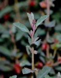 Atriplex semibaccata