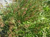 Juncus compressus. Плодоносящие растения у дороги. Кемеровская обл., г. Прокопьевск. 07.07.2014.