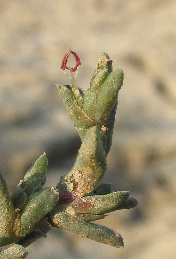 Image of Petrosimonia oppositifolia specimen.