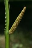 Acorus calamus. Часть побега с соцветием. Белгородская обл., окр. пос. Борисовка, пойма р. Ворскла. 29.06.2009.