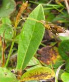 Carex capillaris