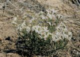 Limonium michelsonii